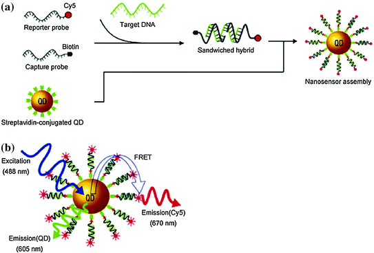 Synthesis And Biological Applications Of Quantum Dots Springerlink