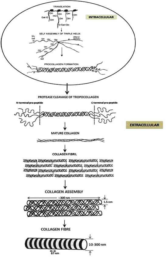 Téléchargement gratuit Images The Biochemistry Of The Eye Springerlink le plus cool salutations