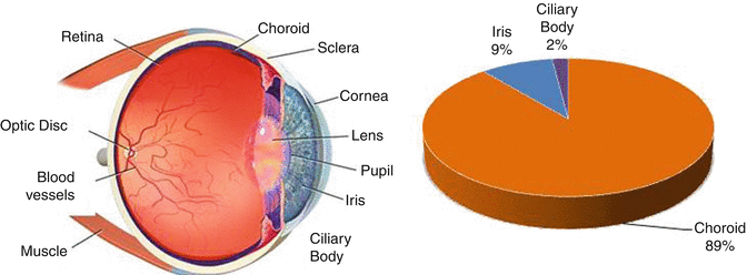Eye Eye