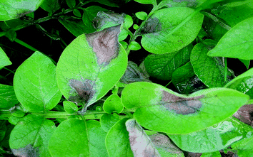 Potato Diversity And Its Genetic Enhancement Springerlink - 