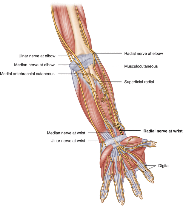 Redial nerve