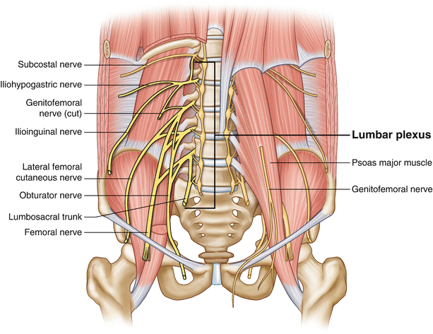 Ilioinguinal Nerve Entrapment Pelvic Springerlink
