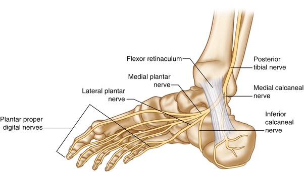 medial plantar nerve