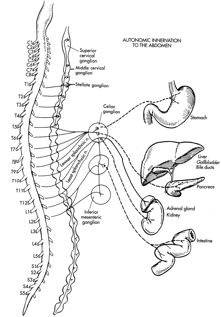block and lesioning of the splanchnic nerves springerlink splanchnic