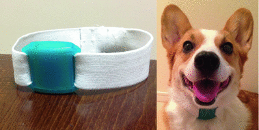 Activity Recognition For Dogs Based On Time Series Data Ysis Open Image In New Window