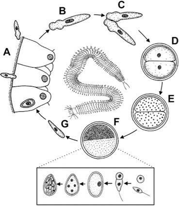 Foraminifera parazita vagy sem, Az apicomplexan paraziták listája