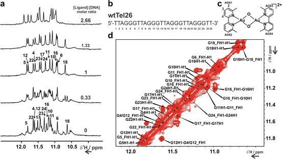 Targeting G Quadruplex With Small Molecules An Nmr View Springerlink