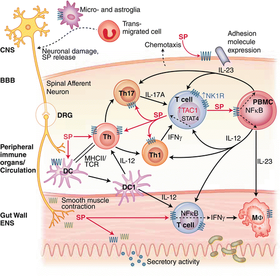 Roles of Substance P in Gastrointestinal Functions and Neuroimmune ...