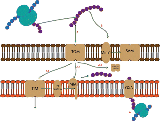 An Introduction to Mitochondria, Their Structure and Functions