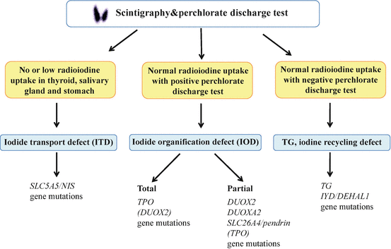 Congenital Hypothyroidism | SpringerLink