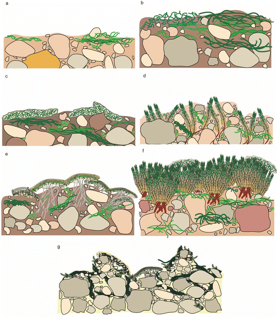 Composition and Macrostructure of Biological Soil Crusts SpringerLink