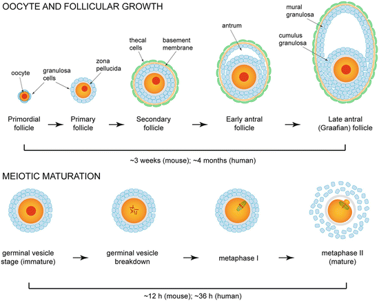 Control Of Oocyte Growth And Development By Intercellular Communication Within The Follicular Niche Springerlink