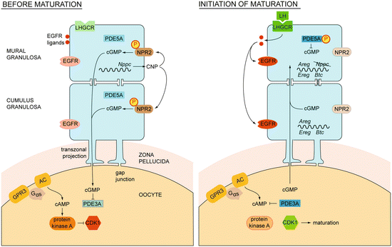 Control Of Oocyte Growth And Development By Intercellular Communication Within The Follicular Niche Springerlink