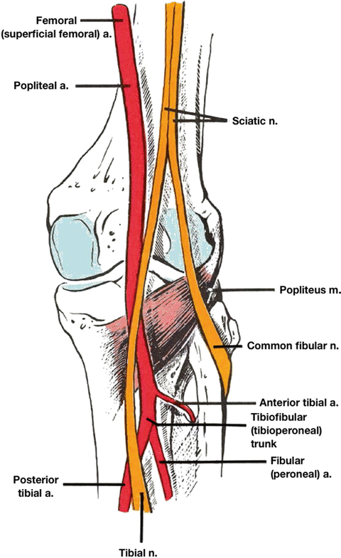Vascular Anatomy of the Lower Limbs | SpringerLink