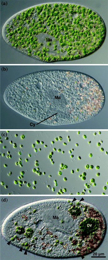 Paramecium As A Model Organism For Studies On Primary And Secondary Endosymbioses Springerlink