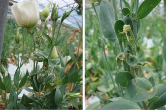 Diseases Of Lisianthus Springerlink