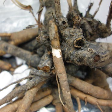 Diseases Of Peonies Springerlink
