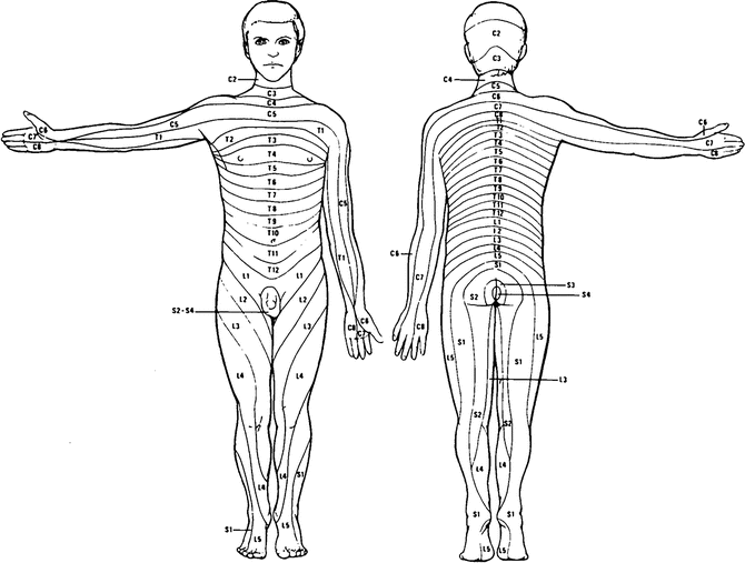 Keegan And Garrett Dermatome Map Dermatomes | Springerlink
