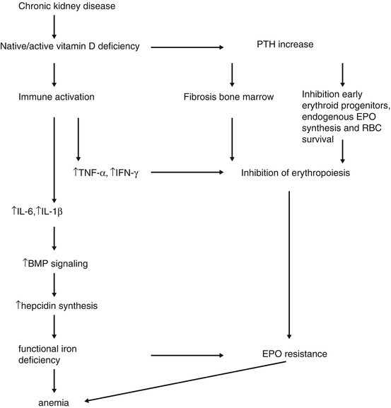 Vitamin D And Anemia In Chronic Kidney Disease Springerlink