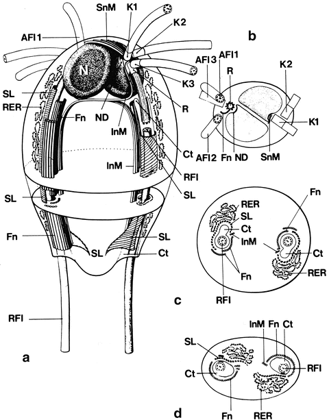 helmint következmények laposféreg paraziták jellemzői