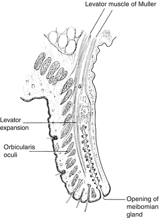 Basic Anatomy and Physiology of the Eye | SpringerLink