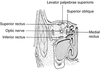 Basic Anatomy and Physiology of the Eye | SpringerLink