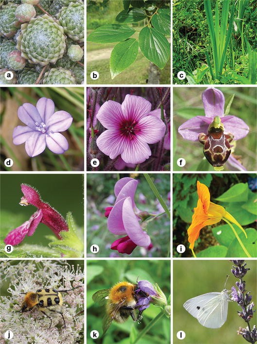 Evolution Of Symmetry In Plants Springerlink