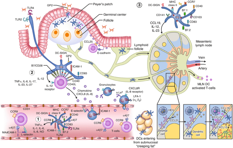 Immunobiology of Human Dendritic Cells in Inflammatory Bowel Disease ...