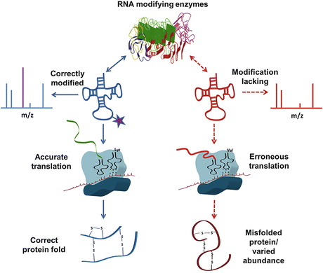 Post Transcriptional Modifications Of Rna Impact On Rna