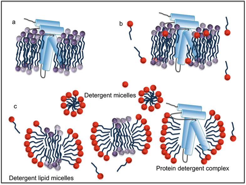 Detergents in Membrane Protein Purification and Crystallisation