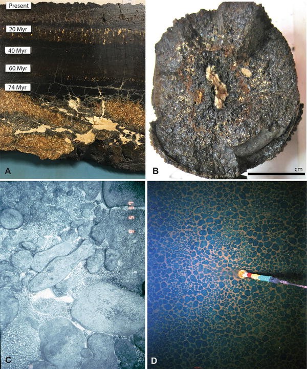 Ferromanganese Crusts And Nodules, Rocks That Grow | SpringerLink