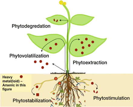 Phytoremediation of Arsenic-Contaminated Soils Using Arsenic ...