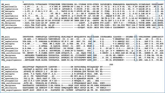 Insect Silks And Cocoons Structural And Molecular Aspects Springerlink