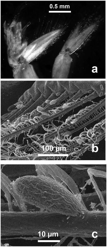 Protista Springerlink - 