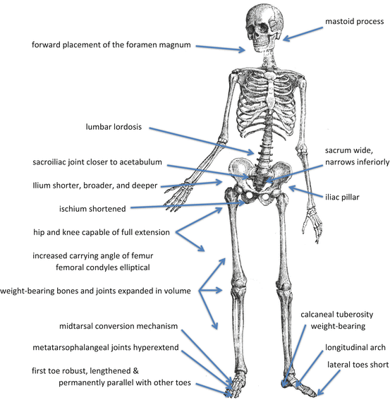 Case Study 9. Reading The Bones (1): Recognizing Bipedalism | Springerlink Case Study 9. Reading The Bones (1): Recognizing Bipedalism | Springerlink