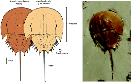 Dna Barcoding Molecular Positioning Of Living Fossils Horseshoe Crab Springerlink