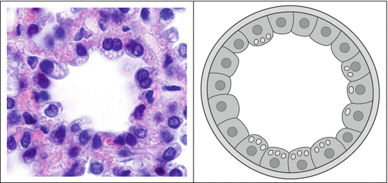 Glandular Epithelium and Glands | SpringerLink