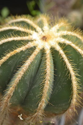 Aposematic Coloration In Thorny Spiny And Prickly Plants Springerlink