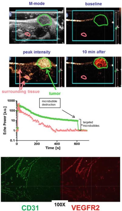 Image result for murine model microbubbles