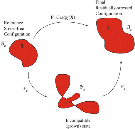 Mathematical Modeling Of Morphogenesis In Living Materials Springerlink