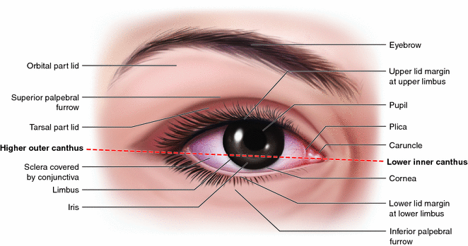 Get Upper Limbus Of Eye PNG