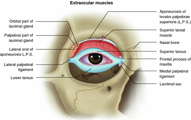 Extraocular And Intraocular Muscles Springerlink