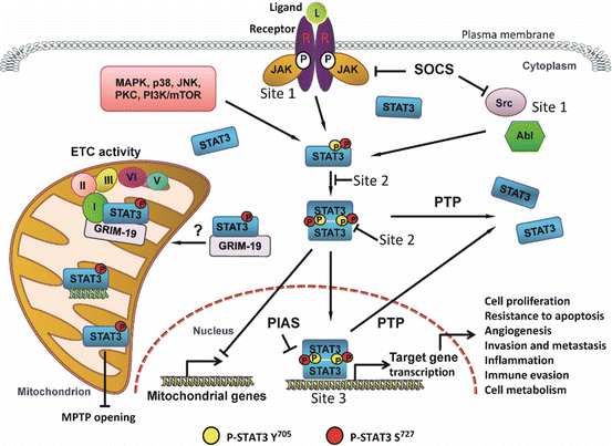 Historical Development of STAT3 Inhibitors and Early Results in ...
