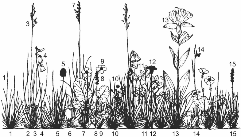 Vegetation Of The Alpine And Nival Belts Springerlink