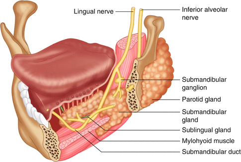 Surgical Management Of Salivary Gland Disease Springerlink