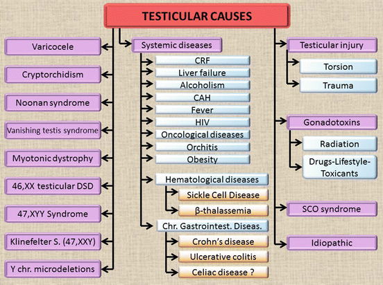 Pre Testicular Testicular And Post Testicular Causes Of Male Infertility Springerlink