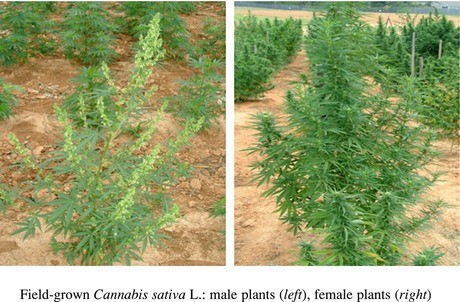 Phytochemistry of Cannabis sativa L. | SpringerLink