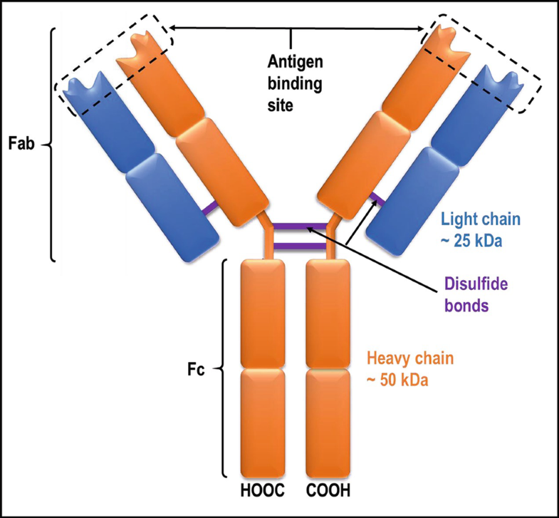 Immunoassays 