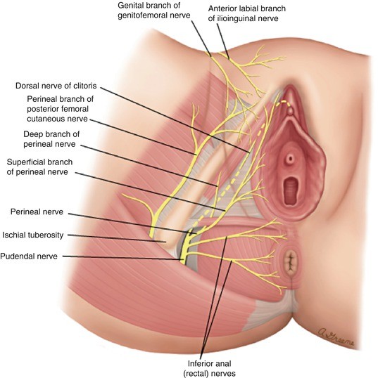Pelvic Floor Anatomy And Neurovasculature Related To Urogenital