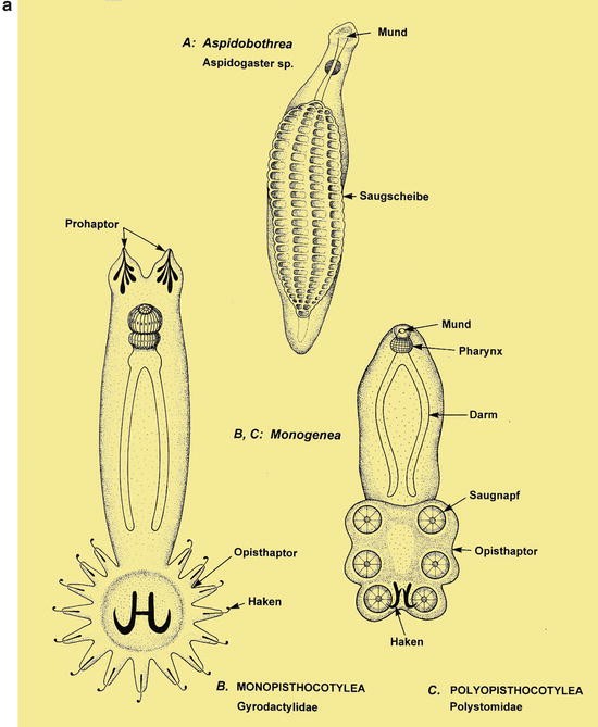 what does helminth mean in greek)